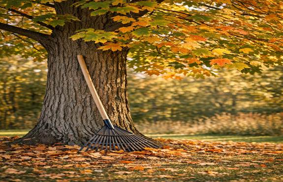 A large tree with leaves turning from green to gold stands in warm sunlight. A rake leans against its trunk amid scattered fallen leaves, symbolizing Autumn’s quiet chores after Summer’s departure.