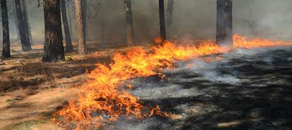 Forest floor fire spreading under tall pines, symbolizing the slow burn of dishonesty.