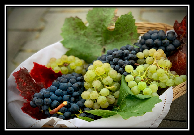 A rustic basket filled with green and purple grapes, framed in black, symbolizing life’s mix of sweetness and seeds.