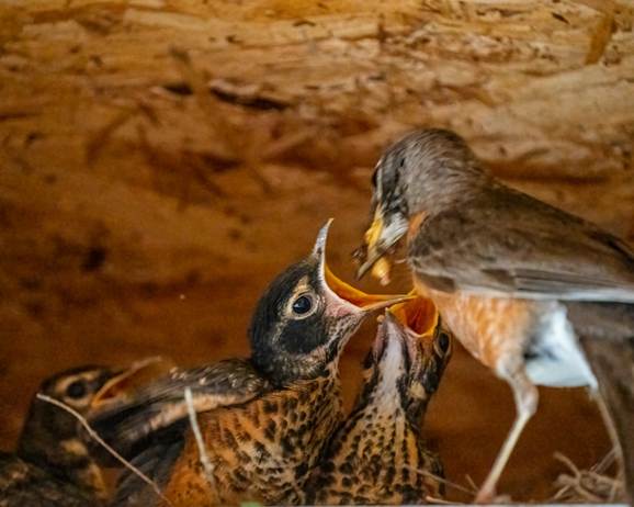A mother robin feeds her hungry chicks in a nest under a wooden eave, captured by Skyler Ewing.