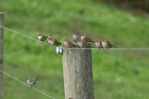 Eight small birds perched on a wooden post with a soft green background.